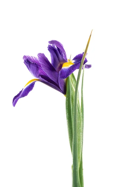Prachtige Blauwe Engels Iris Iridaceae Iris Latifolia Geïsoleerd Witte Achtergrond — Stockfoto