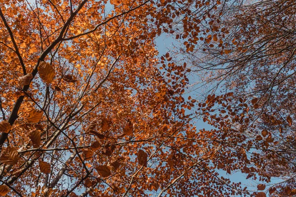 Las Bukowy Sao Lourencao Liście Ścieżek Opadają Tle Jesiennym Listopadzie — Zdjęcie stockowe