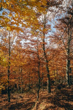 Sao Lourenco Beech Ağaç Ormanı, patika yaprakları Kasım ayında sonbahar arka planında yere düşer, Manteigas, Serra da Estrela, Portekiz.