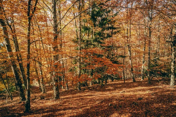 stock image Sao Lourenco Beech Tree Forest, pathway leaves fall in ground landscape on autumnal background in November, Manteigas, Serra da Estrela, Portugal.