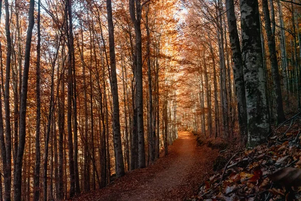 Las Bukowy Sao Lourenco Liście Ścieżek Opadają Tle Jesiennym Listopadzie — Zdjęcie stockowe