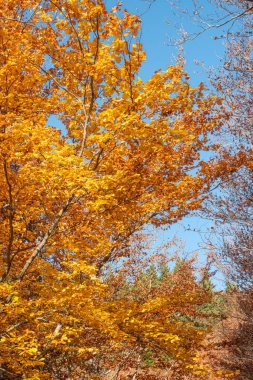Sao Lourenco Beech Ağaç Ormanı, patika yaprakları Kasım ayında sonbahar arka planında yere düşer, Manteigas, Serra da Estrela, Portekiz.
