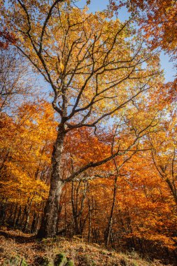 Sao Lourenco Beech Ağaç Ormanı, patika yaprakları Kasım ayında sonbahar arka planında yere düşer, Manteigas, Serra da Estrela, Portekiz.