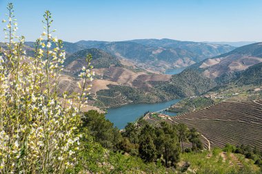 Vargelas bakış Douro ve onun insan yapımı yamaçları üzerinde büyük bir manzara görmek için izin verir. Douro bölgesi, ünlü Port şarap bölgesi, Portekiz.