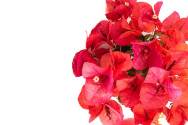 Güzel pembe begonviller beyaz arka planda soyutlanmış. Çiçek arkaplanı olarak parlak pembe begonvil çiçekleri. Çiçekli Bougainvillea ağacına yakın çekim