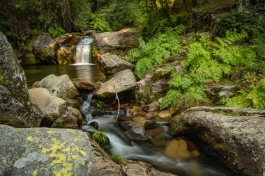 Poco da Cilha Şelalesi, Manhouce, Sao Pedro do Sul, Portekiz 'de güzel bir su akıntısı. Uzun süre maruz kalma efekti. Dağ ormanı manzarası.