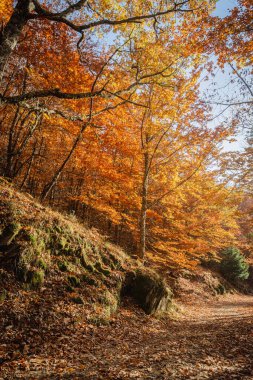 Sao Lourenco Beech Ağaç Ormanı, patika yaprakları Kasım ayında sonbahar arka planında yere düşer, Manteigas, Serra da Estrela, Portekiz.