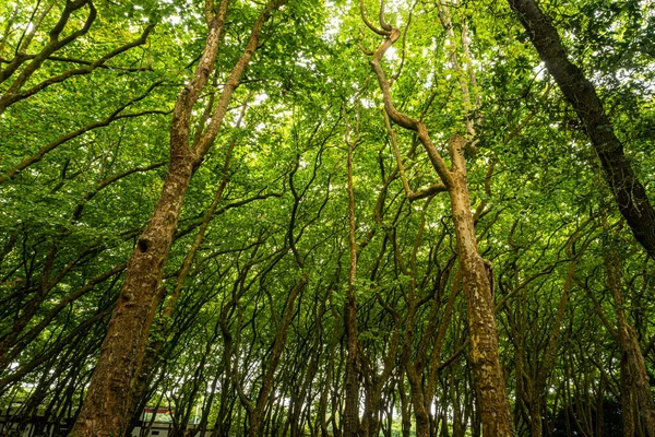 Wald Von Rainha Leonor Caldas Rainha Portugal Grenzt Den Parque — Stockfoto