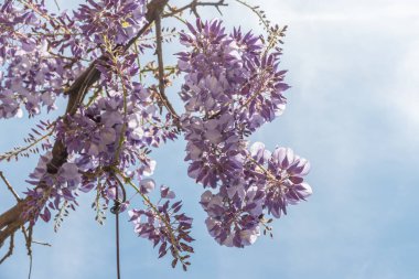 Açık mavi Wisteria çiçeklerini ve açık mavi gökyüzüne doğru büyük yeşil yaprakları yakın güneşli bir bahar gününde bir bahçede, güzel bir açık hava çiçekli arka planda seçici bir odak ile fotoğraflanmış