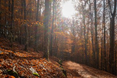 Sao Lourenco Beech Ağaç Ormanı, patika yaprakları Kasım ayında sonbahar arka planında yere düşer, Manteigas, Serra da Estrela, Portekiz.