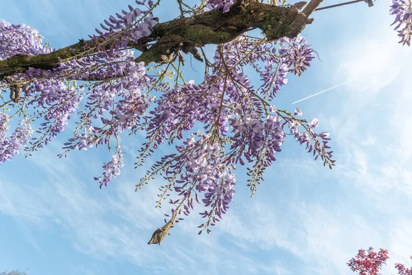 Açık mavi Wisteria çiçeklerini ve açık mavi gökyüzüne doğru büyük yeşil yaprakları yakın güneşli bir bahar gününde bir bahçede, güzel bir açık hava çiçekli arka planda seçici bir odak ile fotoğraflanmış