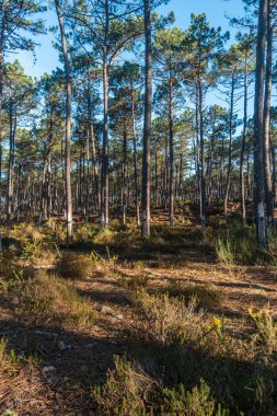Reçine çıkarma işi Ovar, Aveiro, Portekiz 'deki bir reçine çam ormanında yapılır.