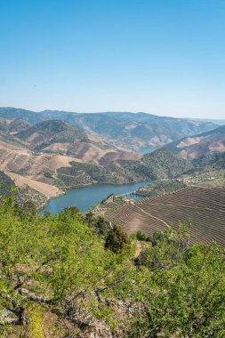 Vargelas bakış Douro ve onun insan yapımı yamaçları üzerinde büyük bir manzara görmek için izin verir. Douro bölgesi, ünlü Port şarap bölgesi, Portekiz.