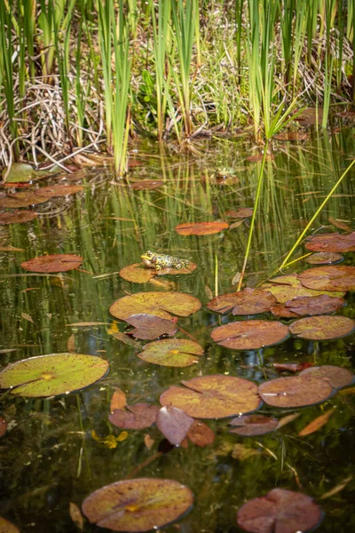 Geschlossener Kleiner Niedlicher Frosch Sitzt Auf Grünem Blatt Einem Teich — Stockfoto