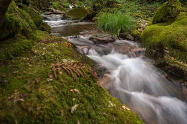 Portekiz 'in Gresso Nehri' ndeki güzel su akıntısı. Uzun süre maruz kalma efekti. Ormandaki yemyeşil yaprakların arasında yeşil suyu olan güzel bir dağ deresi olan manzara. Vouga 'yı kes.