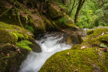 Portekiz 'in Gresso Nehri' ndeki güzel su akıntısı. Uzun süre maruz kalma efekti. Ormandaki yemyeşil yaprakların arasında yeşil suyu olan güzel bir dağ deresi olan manzara. Idyllic yeşil manzarası, dağ ormanı manzarası.