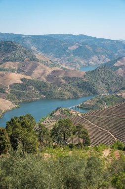 Viewpoint of Vargelas allows to see a vast landscape on the Douro and its man-made slopes. Douro Region, famous Port Wine Region, Portugal. clipart