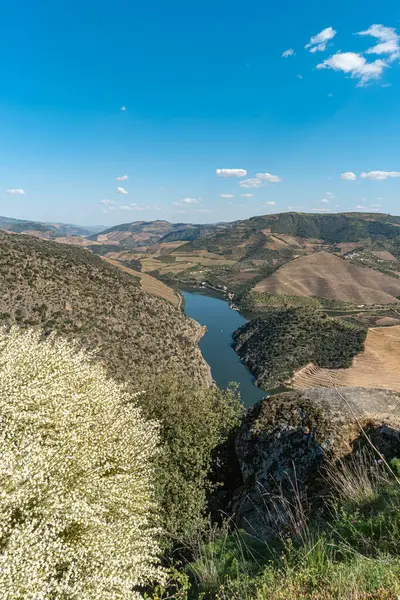 stock image Landscape of the Douro river region in Portugal - Vineyards