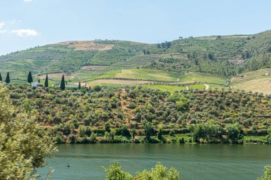 Douro Nehri 'nin kıyısındaki üzüm bağları porto şarabı. Üzüm bağları için merdivenler. Porto şarabı, Douro River oporto 'da.