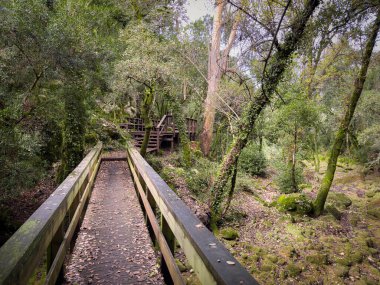 Yosun dolu bir vadide uzanan ahşap geçitler kireçtaşı kayalıkları boyunca doğal ortamdaki yürüyüş yollarını birleştiriyor. Rio de Mouros yolu Condeixa, Coimbra Portekiz.