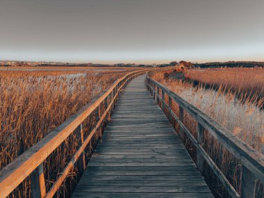 Tahta bir sahil yolu, altın saatin ılık parıltısıyla yıkanmış uzun altın sazlıklar arasında uzanır ve Barrinha os Esmoriz, Ovar, Portekiz 'de sakin bir manzara yaratır.