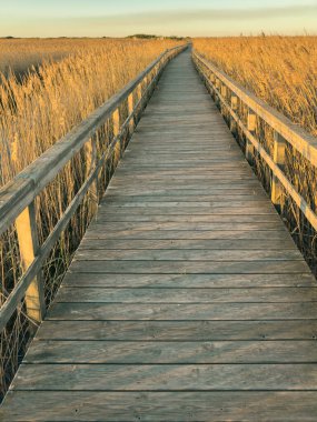 Tahta bir sahil yolu, altın saatin ılık parıltısıyla yıkanmış uzun altın sazlıklar arasında uzanır ve Barrinha os Esmoriz, Ovar, Portekiz 'de sakin bir manzara yaratır.