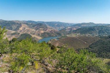 Vargelas bakış Douro ve onun insan yapımı yamaçları üzerinde büyük bir manzara görmek için izin verir. Douro bölgesi, ünlü Port şarap bölgesi, Portekiz.