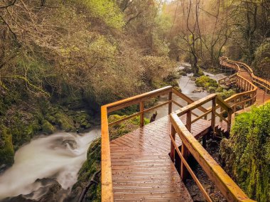 Filipinler, Outeiro, Oliveira de Azemeis, Portekiz 'de yer alan, yosun kaplı kaya ve ağaçlarla çevrili, gür bir dere ile ahşap bir yürüyüş alanı oluşturur.