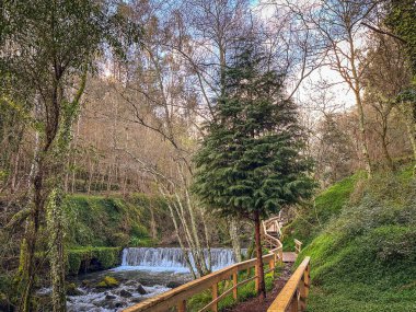 Forest pathway with wooden railings, surrounded by tall trees and lush greenery, leading to a serene and tranquil natural setting in Oliveira de Azemeis, Portugal clipart