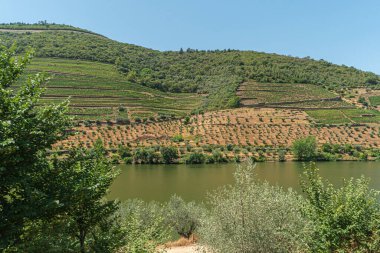 Portekiz 'in Douro Vadisi' nde yemyeşil bir yamaçta teraslı üzüm bağları. Önünde bir nehir ve üzerinde açık mavi gökyüzü var. Bölgenin tarım güzelliğini gözler önüne seriyor.