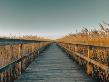 Tahta bir sahil yolu, altın saatin ılık parıltısıyla yıkanmış uzun altın sazlıklar arasında uzanır ve Barrinha os Esmoriz, Ovar, Portekiz 'de sakin bir manzara yaratır.
