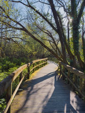 Uima Nehri Günışığı Yolu. Portekiz 'in Santa Maria da Feira kentindeki Uima Nehri' nin kıyısındaki güneşte kavrulan bir ormanda uzun gölgeler oluşturan ahşap bir yürüyüş yolu.