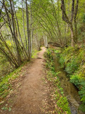 Açık bir Levada 'nın yanında, parlak yeşil bir orman boyunca uzanan kirli bir patika vardır. Güneş ışığı Jugueiros, Felgueiras, Portekiz' deki tepe örtüsünden süzülür.