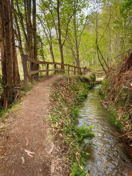 Jugueiros Levada Yolu. Kırsal ahşap korkuluklu toprak bir patika dar bir Levada 'yı takip eder, suyu Jugueiros, Felgueiras, Portekiz' deki parlak yapraklı bir ormandan geçirir.