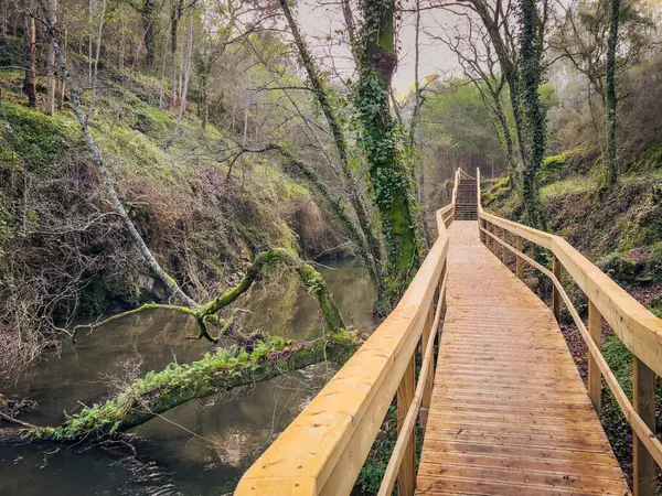 Bereketli bir ormanın içinden geçen ahşap yol, sakin bir derenin üzerinden geçiyor, yosun kaplı ağaçlar ve Pindelo, Outeiro, Oliveira de Azemeis, Portekiz 'de bulunan sakin bir atmosfer.