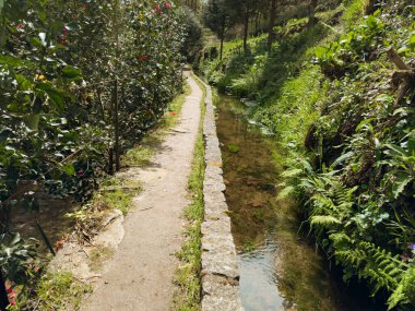 Jugueiros Levada Çiçek Yolu. Portekiz, Felgueiras, Jugueiros 'ta, parlak güneş ışığı altında çiçek açan çalılar ve yemyeşil eğreltiotlarıyla kaplı berrak bir Levada boyunca dar bir toprak yol uzanıyor.