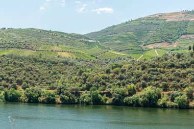 Berrak bir gökyüzünün altında yemyeşil üzüm bağları ve zeytinlikleri olan Douro Nehri manzarası Portekiz 'in ünlü şarap bölgesini gözler önüne seriyor.