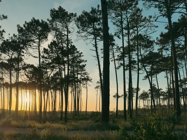 Güneş yol, patika, çam ormanı boyunca parlıyor. Maceda, Ovar, Portekiz 'deki Atlantik kıyısındaki ağaçların üzerinde gün batımı