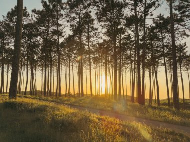 Güneş yol, patika, çam ormanı boyunca parlıyor. Maceda, Ovar, Portekiz 'deki Atlantik kıyısındaki ağaçların üzerinde gün batımı