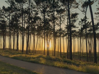 Güneş yol, patika, çam ormanı boyunca parlıyor. Maceda, Ovar, Portekiz 'deki Atlantik kıyısındaki ağaçların üzerinde gün batımı
