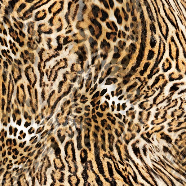 Seamless leopard pattern, animal print, textile animal design.