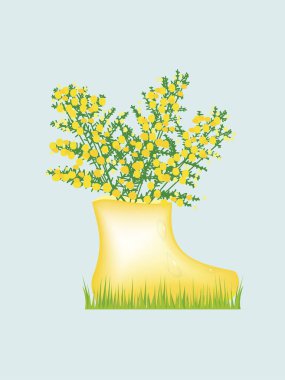 Mimosa, çimlerin üzerinde duran bir çizme şeklinde bir kazanda dallanır.