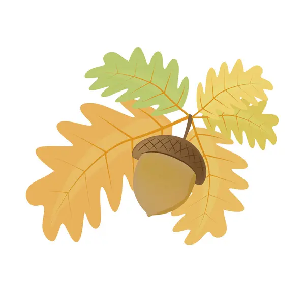 One Acorn Oak Leaves White Background Vector Illustration — Stock Vector