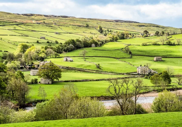 Typical Yorkshire Dales Farming Country Swaledale Drystone Walls Stone Field — Zdjęcie stockowe