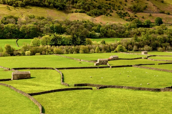 Typical Yorkshire Dales Landscape Swaledale Barns Sheep Dry Stone Walls — Zdjęcie stockowe
