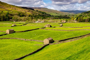 Typical Yorkshire Dales landscape in Swaledale, with barns, sheep and dry stone walls.