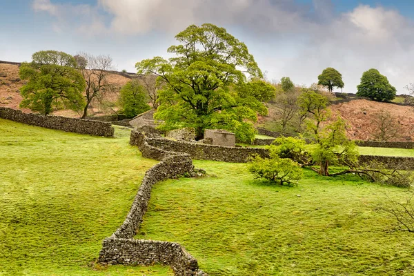 Ett Typiskt Torrt Stenmurslandskap Yorkshire Dales Med Vackra Vårgröna Träd Stockbild
