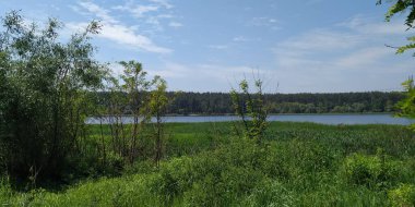 Ormanda göleti olan güzel bir manzara.