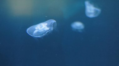 Denizdeki denizanası