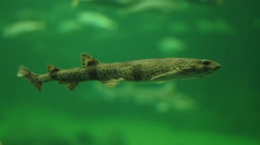 Bir balığa yaklaş.